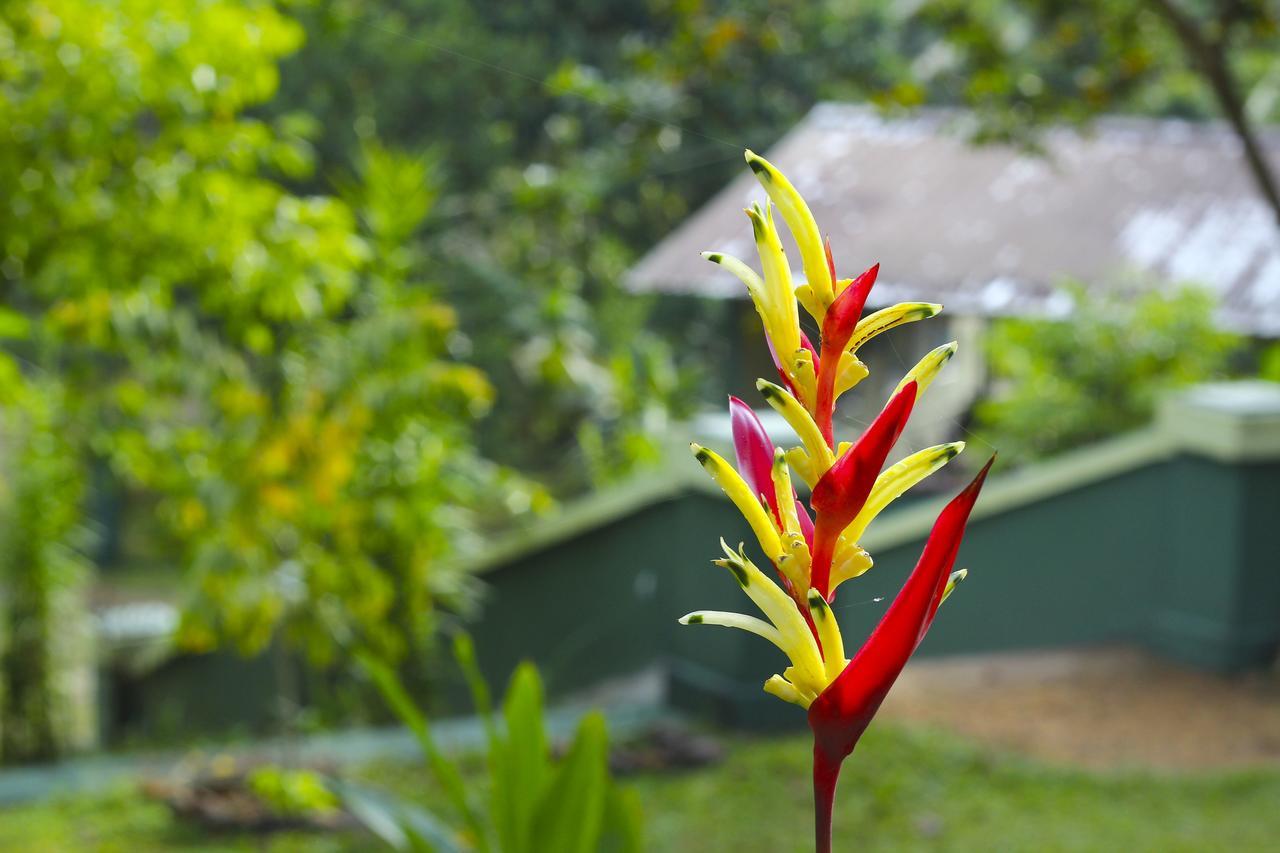 Blue Magpie Lodge Sinharaja Kudawe Luaran gambar